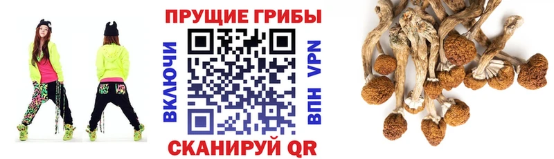 Псилоцибиновые грибы Cubensis  Купить  Камызяк 